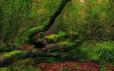 Unveiling the Health Benefits of Forests: A Guide to Enhancing Well-being Through Nature