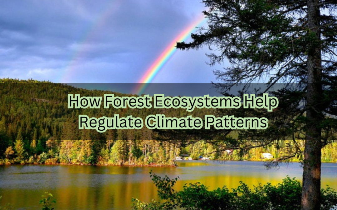 How Forest Ecosystems Help Regulate Climate Patterns