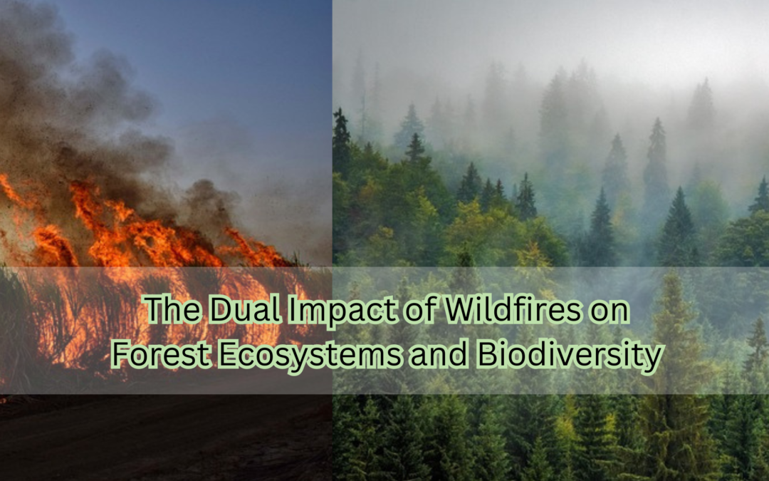 The Dual Impact of Wildfires on Forest Ecosystems and Biodiversity