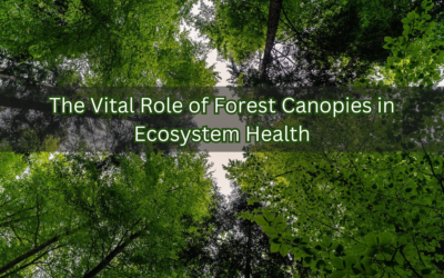 The Vital Role of Forest Canopies in Ecosystem Health