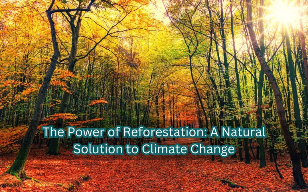 The Power of Reforestation: A Natural Solution to Climate Change