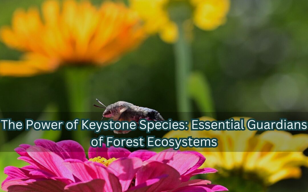 The Power of Keystone Species: Essential Guardians of Forest Ecosystems