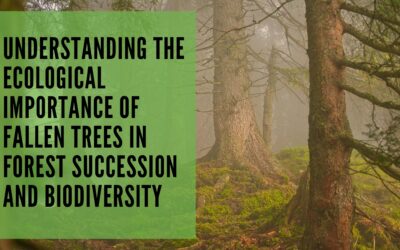 Understanding the Ecological Importance of Fallen Trees in Forest Succession and Biodiversity