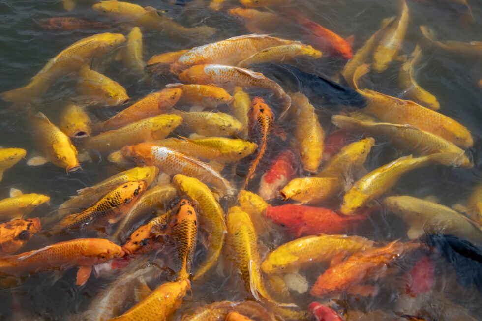 Choose Fish for Aquaculture Business: The Right Species