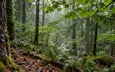 Understanding Rainfall Partitioning in Forest Ecosystems: Where Does the Water Go?