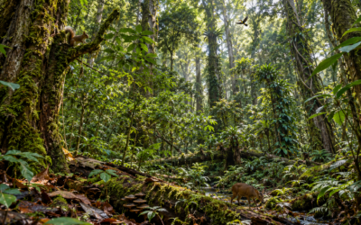 Forest Canopy Layers and Wildlife Habitat: Why Vertical Structure Matters